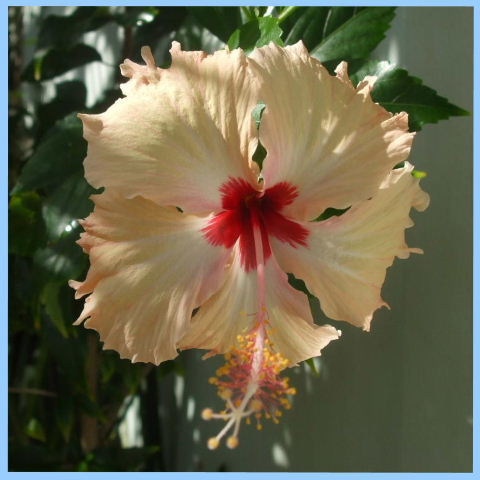 Serena, Pipa - Hibiscus, tropical flowers in the garden of this holiday villa rental